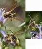 Nomada succincta
